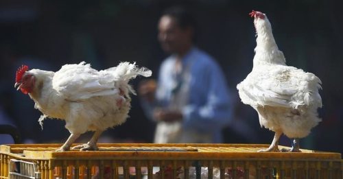 柬埔寨首都今年首例 禽流感夺22岁男生命