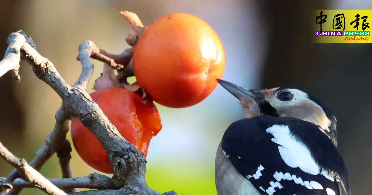 今日国际30秒｜啄木鸟觅食“喜鹊饭”