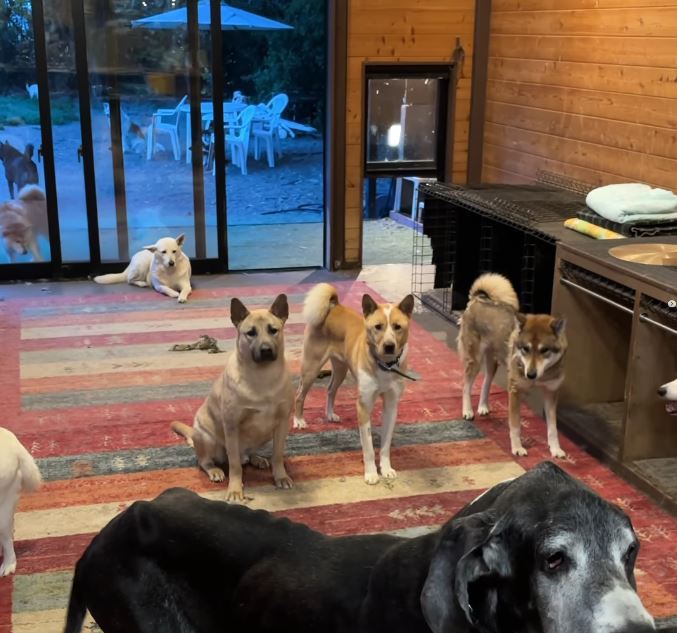 斋藤宏隆以全部资金成立“Wansfree 犬舍”。
