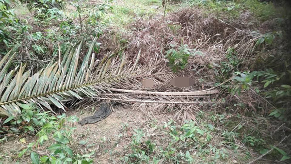 女尸赤裸，被油棕叶遮盖。
