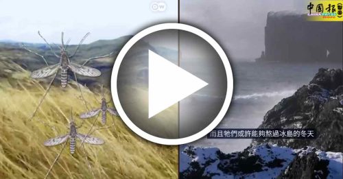 德国之声｜冰岛无蚊子神话破灭
