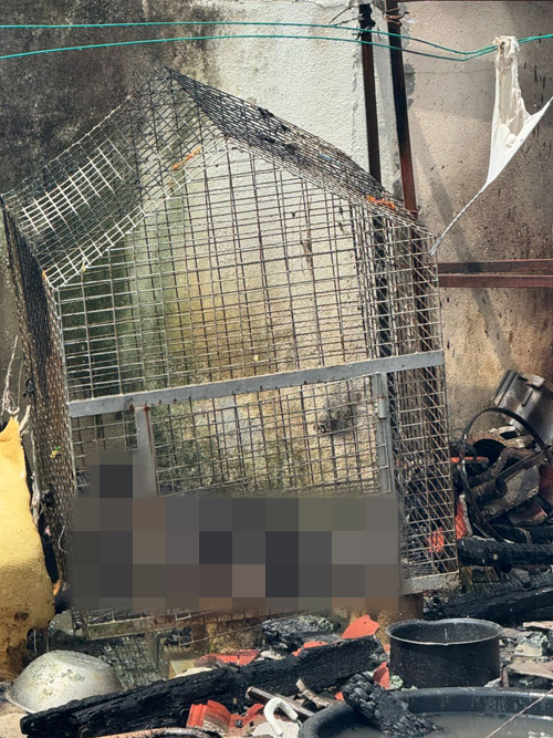 弟弟住家养在厨房旁的狗，无法逃生，在事故中惨被烧死。