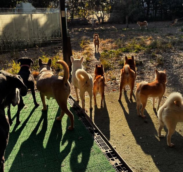 Wansfree 宠物收容所，不收外界口中的“乖狗”，反而专门收进那些被虐待、被遗弃，被贴上“攻击性”、“问题犬”标签的狗。
