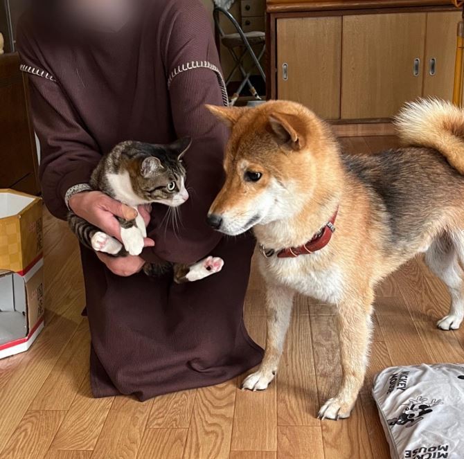 Wansfree 现在收容 40 只狗与 8 只猫，所有动物都能自由活动。
