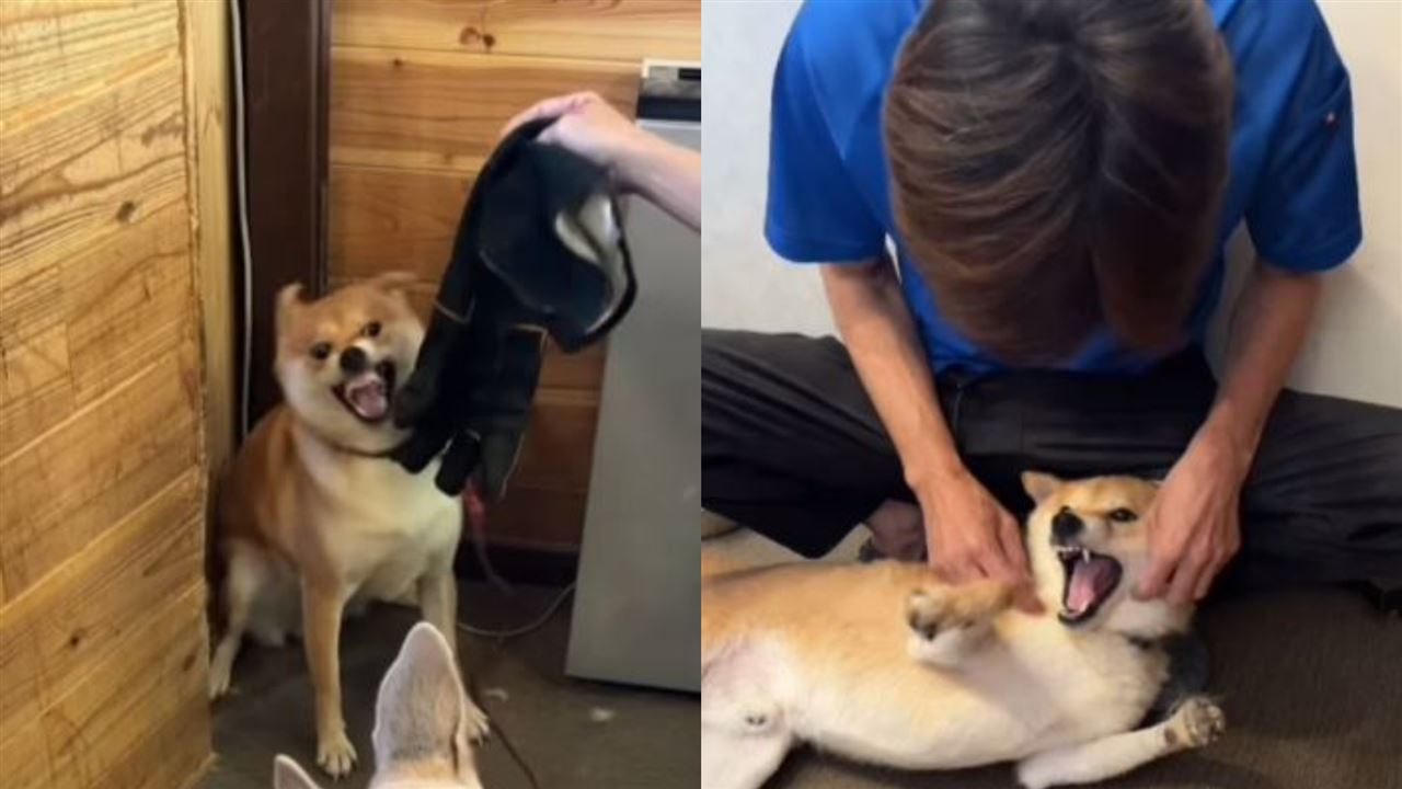 斋藤宏隆坦承自己常被咬，但从未退缩：“它们只是害怕，我得让它们知道世界还值得相信。”
