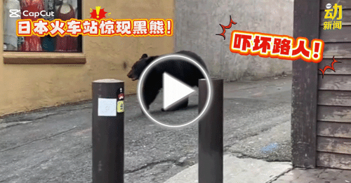 动新闻｜现实版“熊出没”！黑熊街上乱窜！