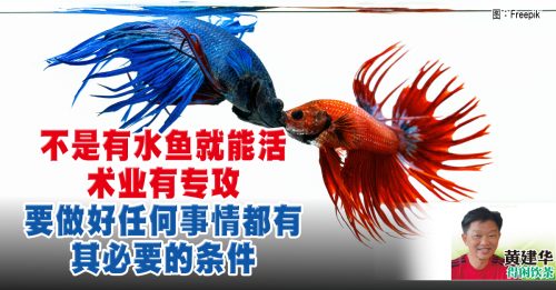 黄建华：养打架鱼