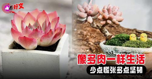 看好文：生活品味｜像多肉一样生活 少点慌张多点坚韧