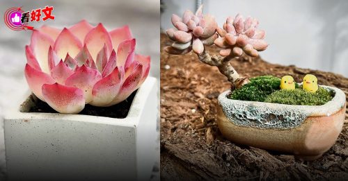 看好文：生活品味｜像多肉一样生活 少点慌张多点坚韧