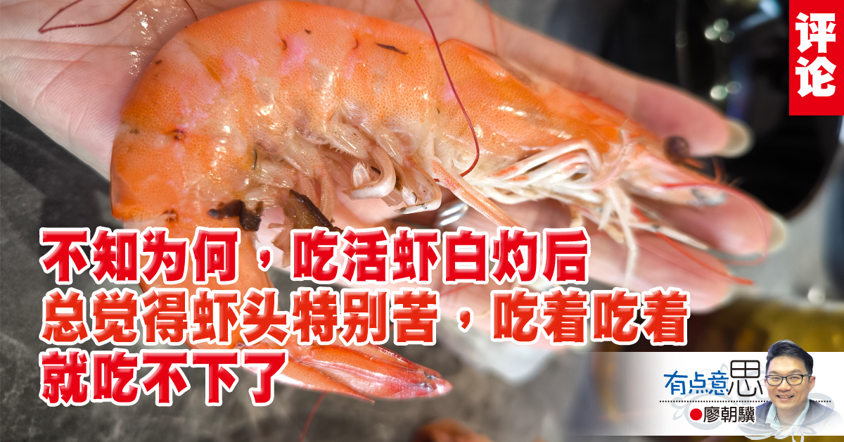 廖朝骥：冰晕女士巴掌大的老虎虾