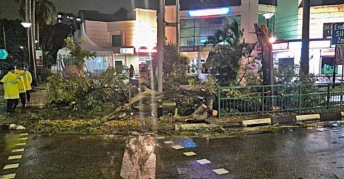 回家途中大树倒 母子遭压伤送院