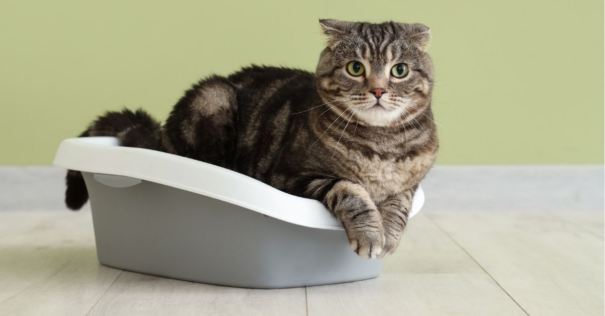 看好文：宠物情缘 | 猫砂选错 主子罢厕