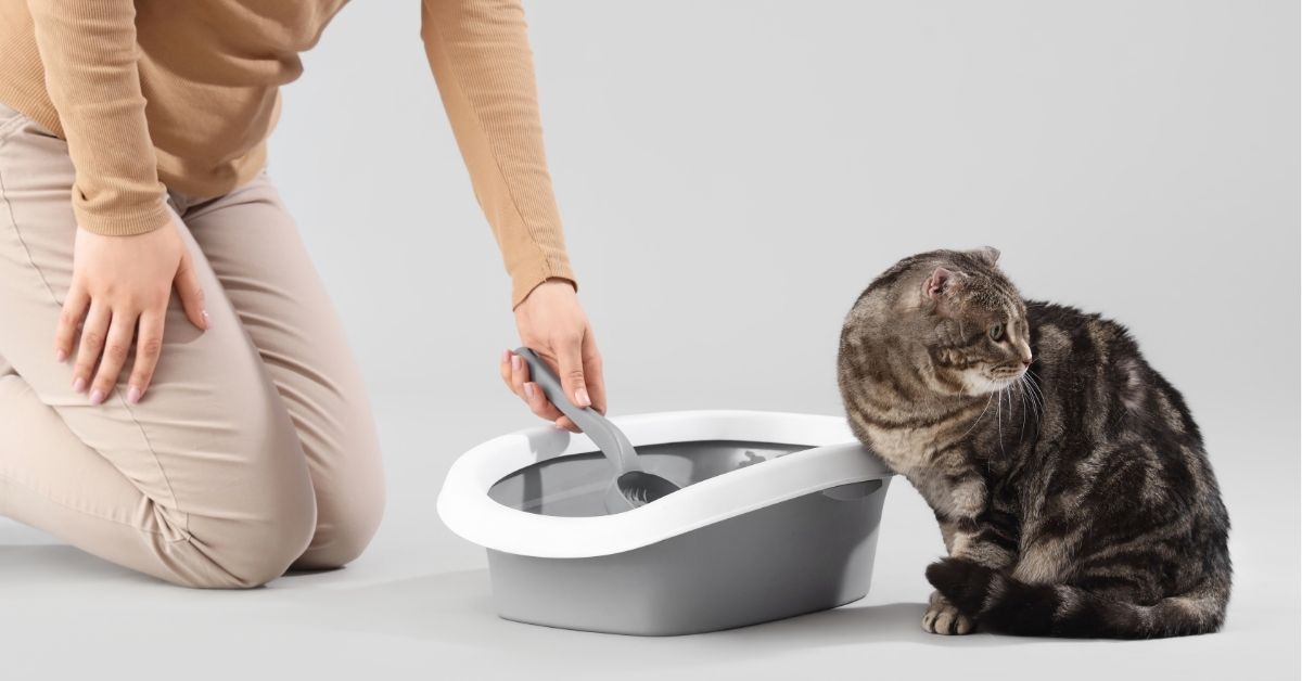 看好文：宠物情缘 | 猫砂选错 主子罢厕