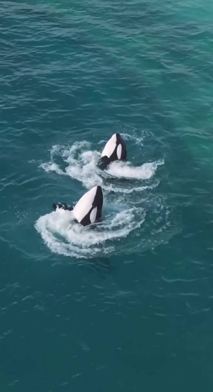 虎鲸被困 废弃海洋公园 对无人机镜头“表演”