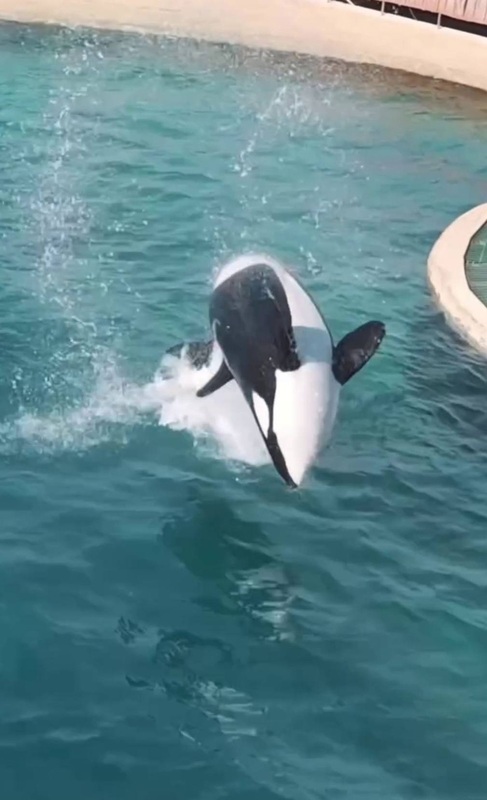 虎鲸被困 废弃海洋公园 对无人机镜头“表演”