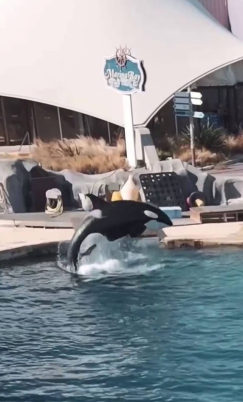 虎鲸被困 废弃海洋公园 对无人机镜头“表演”