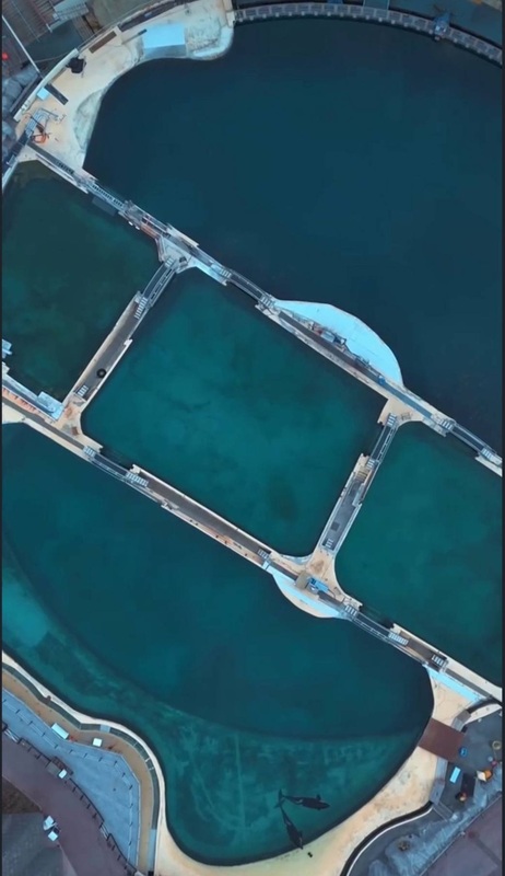 虎鲸被困 废弃海洋公园 对无人机镜头“表演”