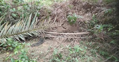 油棕园藏女尸 死者来自吉隆坡 警昨再捕1人助查