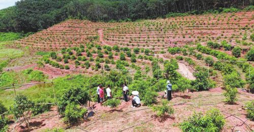 云南榴梿试种成功 为中国榴梿产业带来希望
