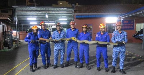 惊！ 13尺巨型眼镜王蛇 藏民宅