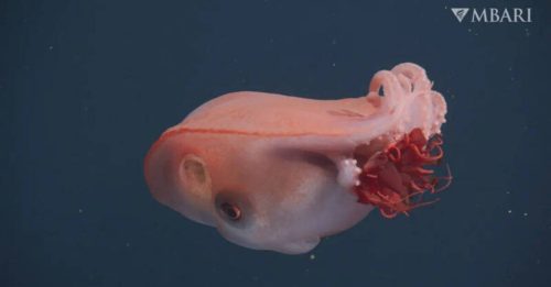 40年仅见4次 深海“七腕章鱼”现踪