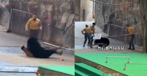 杭州野生动物园 黑熊突袭饲养员