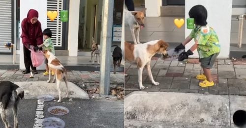 巫裔妇女带儿子戴黑手套 喂流浪狗 网民赞赏