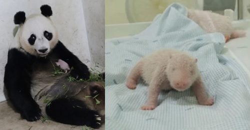熊猫“湖春”诞下幼崽　取名“里奥” 寓意勇敢骑士