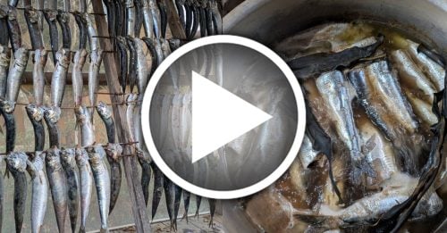 地震前兆？ 日本青森7.5强震前夕 2000条沙丁鱼搁浅