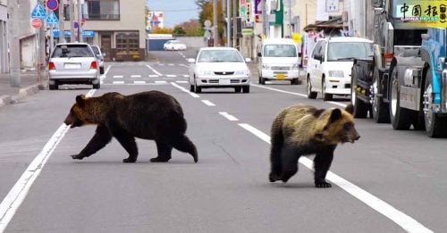 日本7个月间 发生230起熊袭击事件 创历史新高！